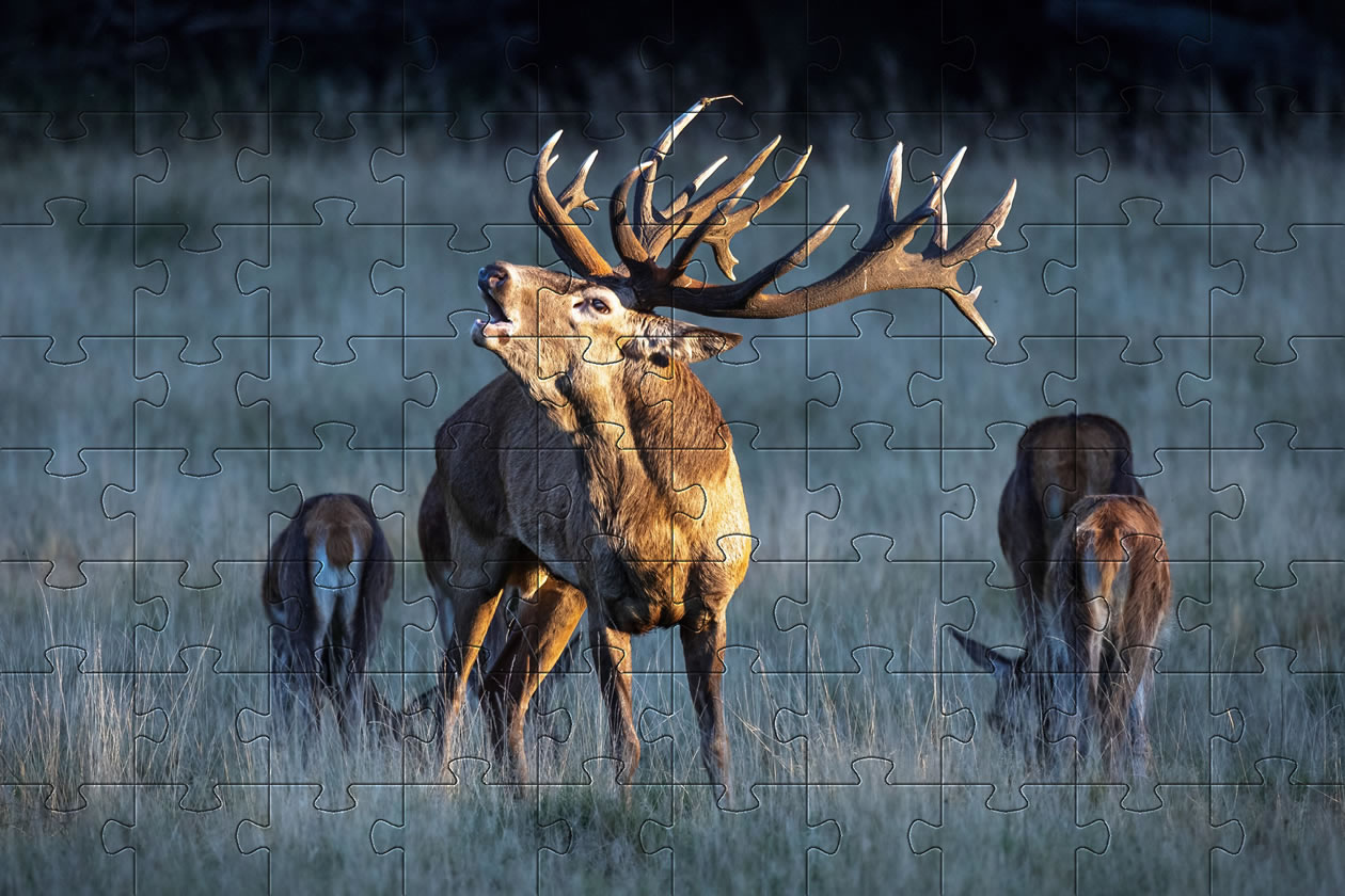 Jigsaw Puzzle image - Stag with deer