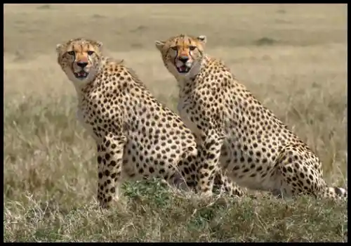 Kenya wildlife Jigsaw Puzzle - Cheetah