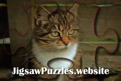 Online jigsaw puzzle - Game 14 - Barn Cat, Meg - Jigsaw