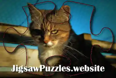 Online jigsaw puzzle - Game 15 - Cat Jigsaw Puzzle