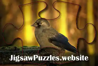 Online jigsaw puzzle Game 7 - Bird, Jackdaw