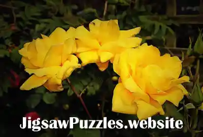 Jigsaw puzzle - Yellow Rose