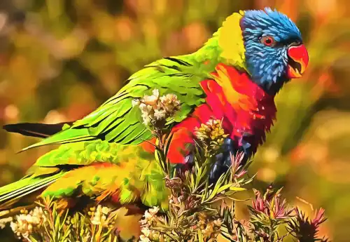 Jigsaw Puzzles - Rainbow Lorikeet Parrot Jigsaw