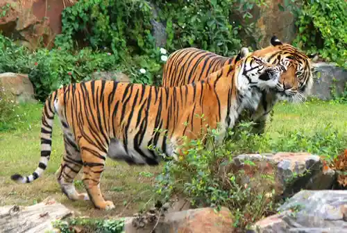 Jigsaw Puzzles - Nature Jigsaws - Tigers