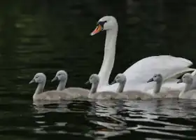 Picture of Beautiful swan with cygnets - links to Jigsaw puzzle game 8