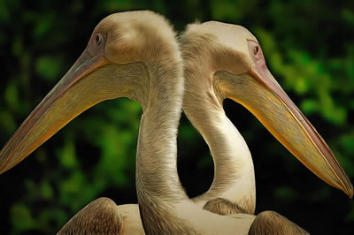 Online jigsaw puzzle - Game 10 - Pelicans