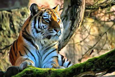 Online jigsaw puzzle - Game 8 - Tiger