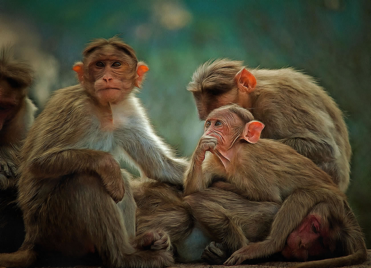Artistic image of monkeys
