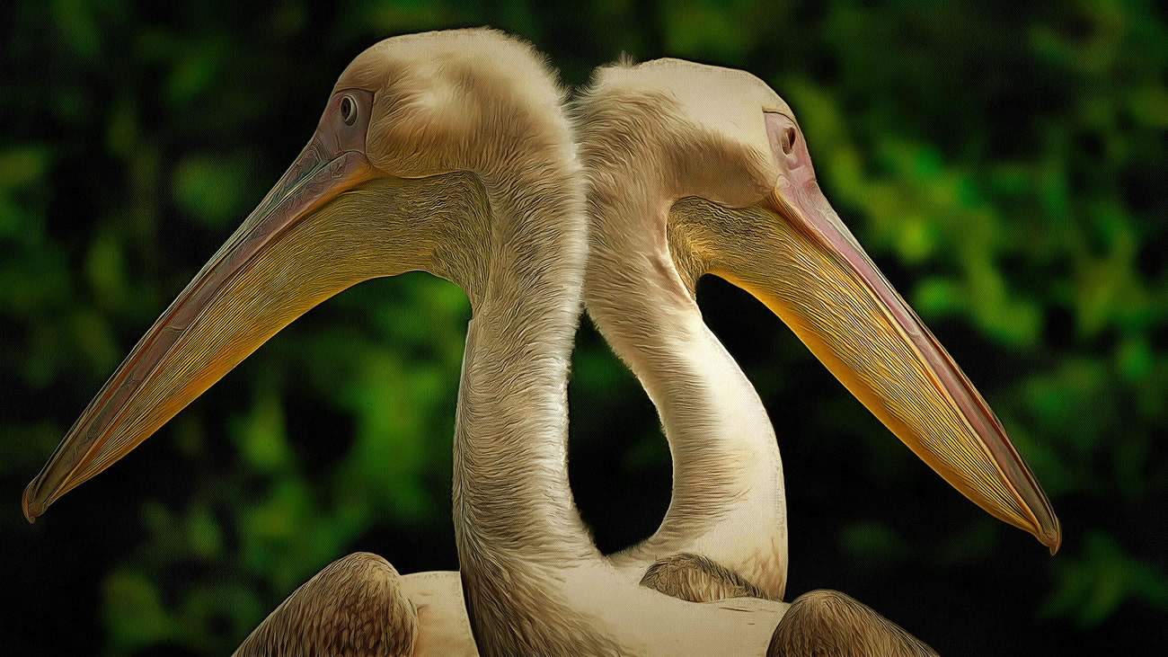 Artistic image of Pelicans