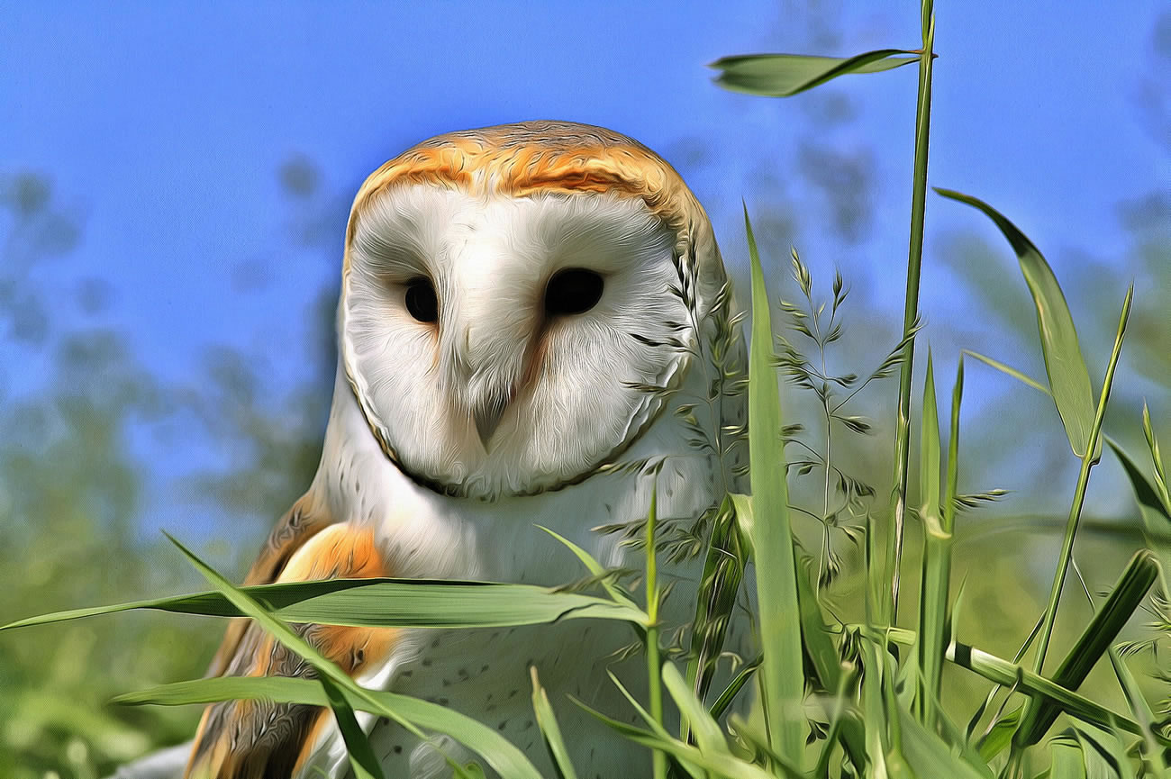 Artistic image of Owl