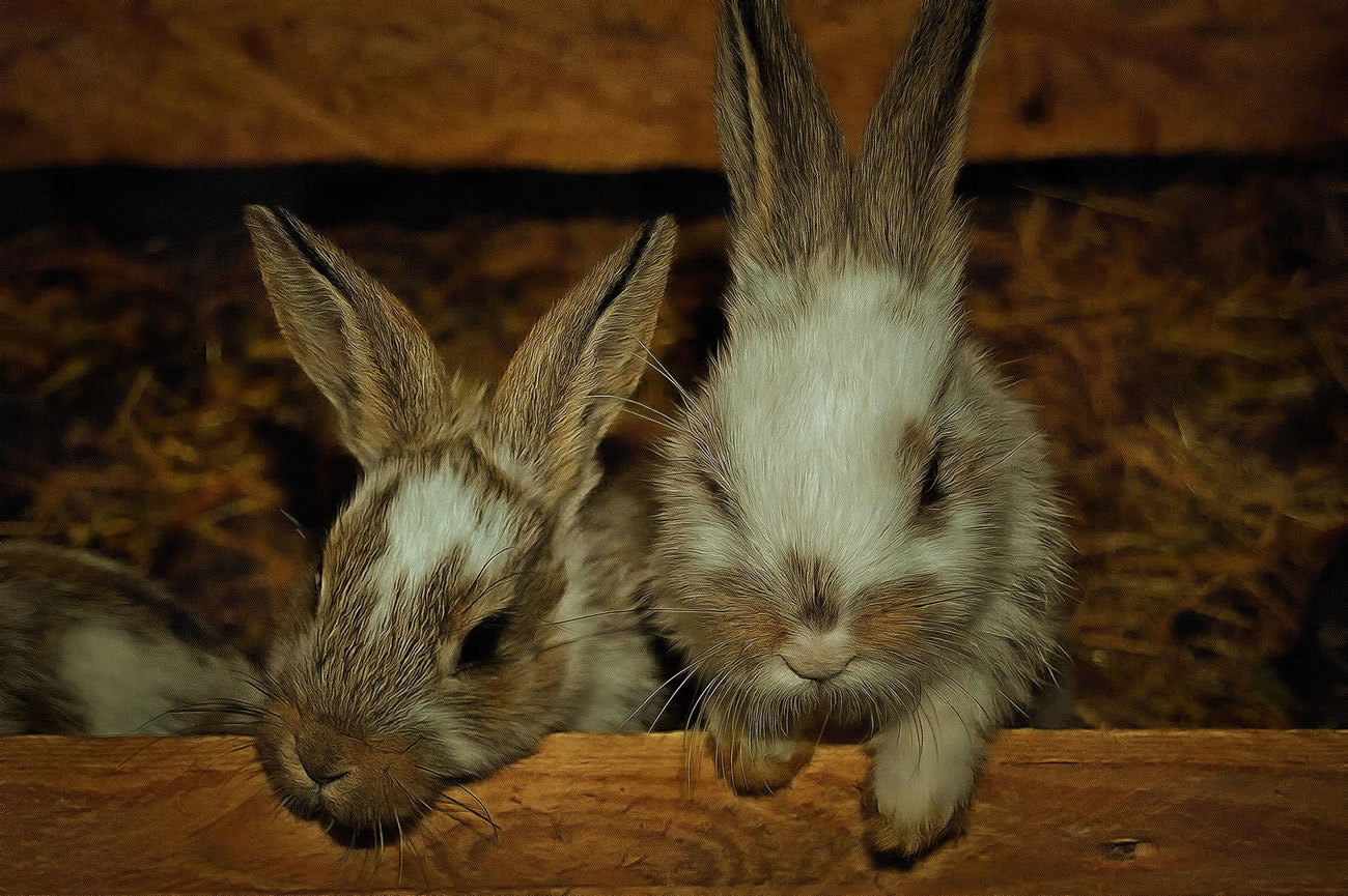 Art image of two rabbits