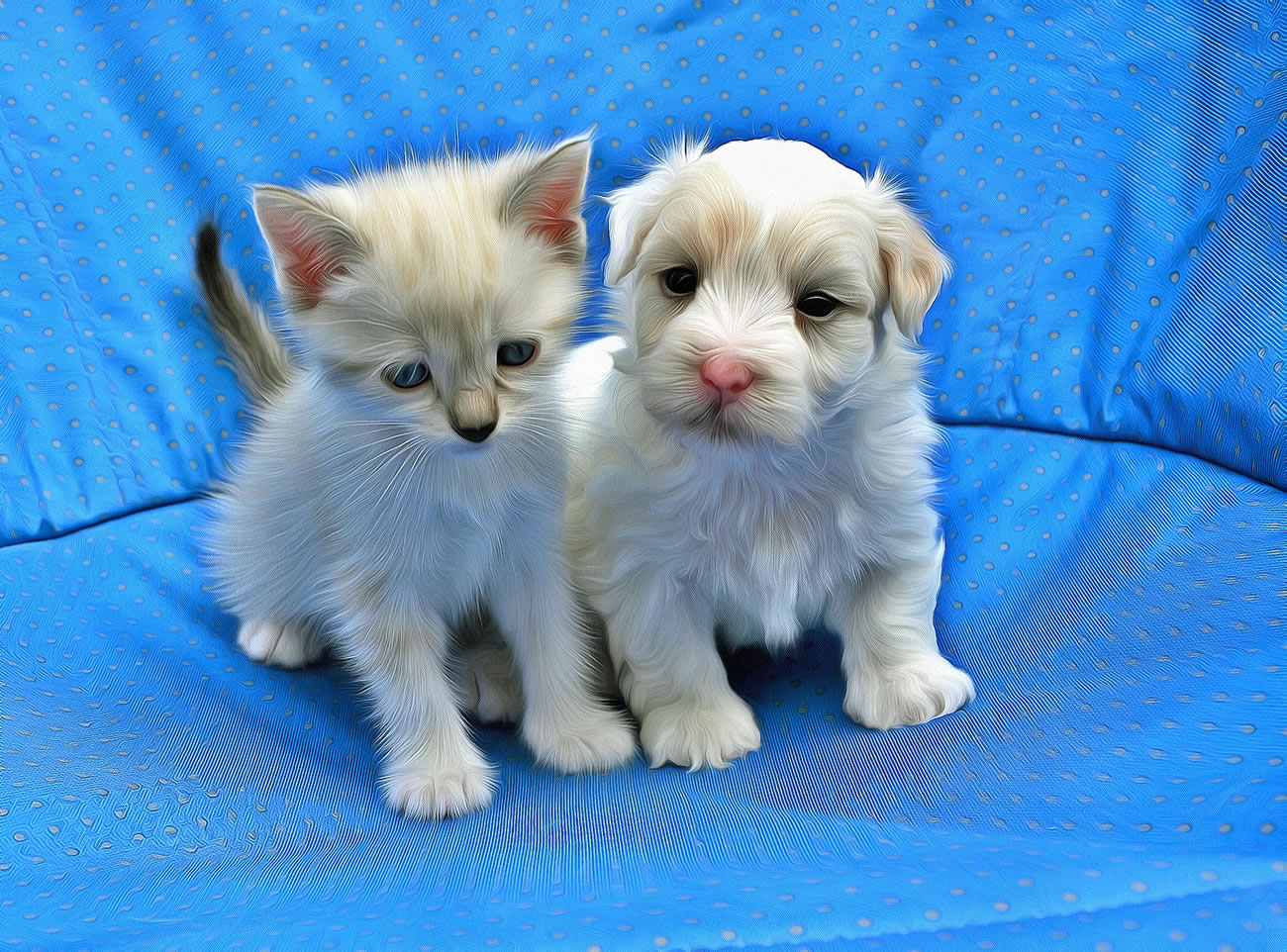 Picture of very cute kitten and puppy