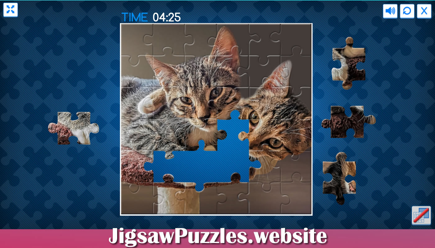 cats jigsaw puzzles