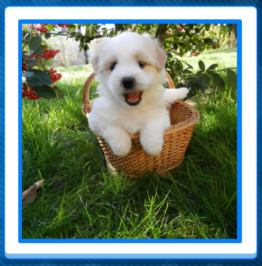 Jigsaw Puzzles - Puppies