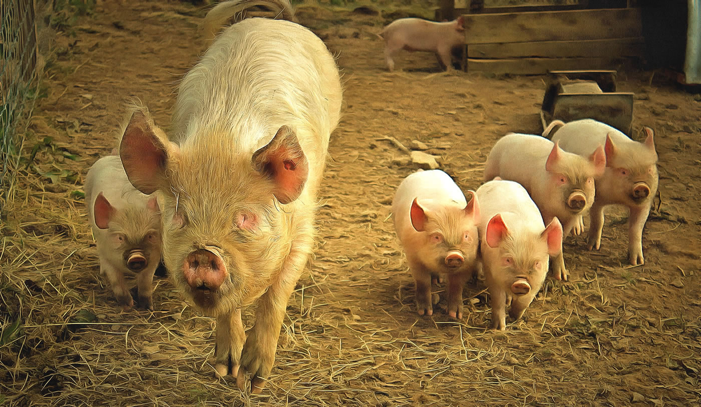 Free range farm pig and piglets picture