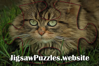 Online Puzzle - Jeu 13 - Long-haired Cat Jigsaw