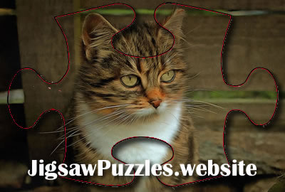 Online Puzzle - Jeu 14 - Barn Cat, Meg - Jigsaw