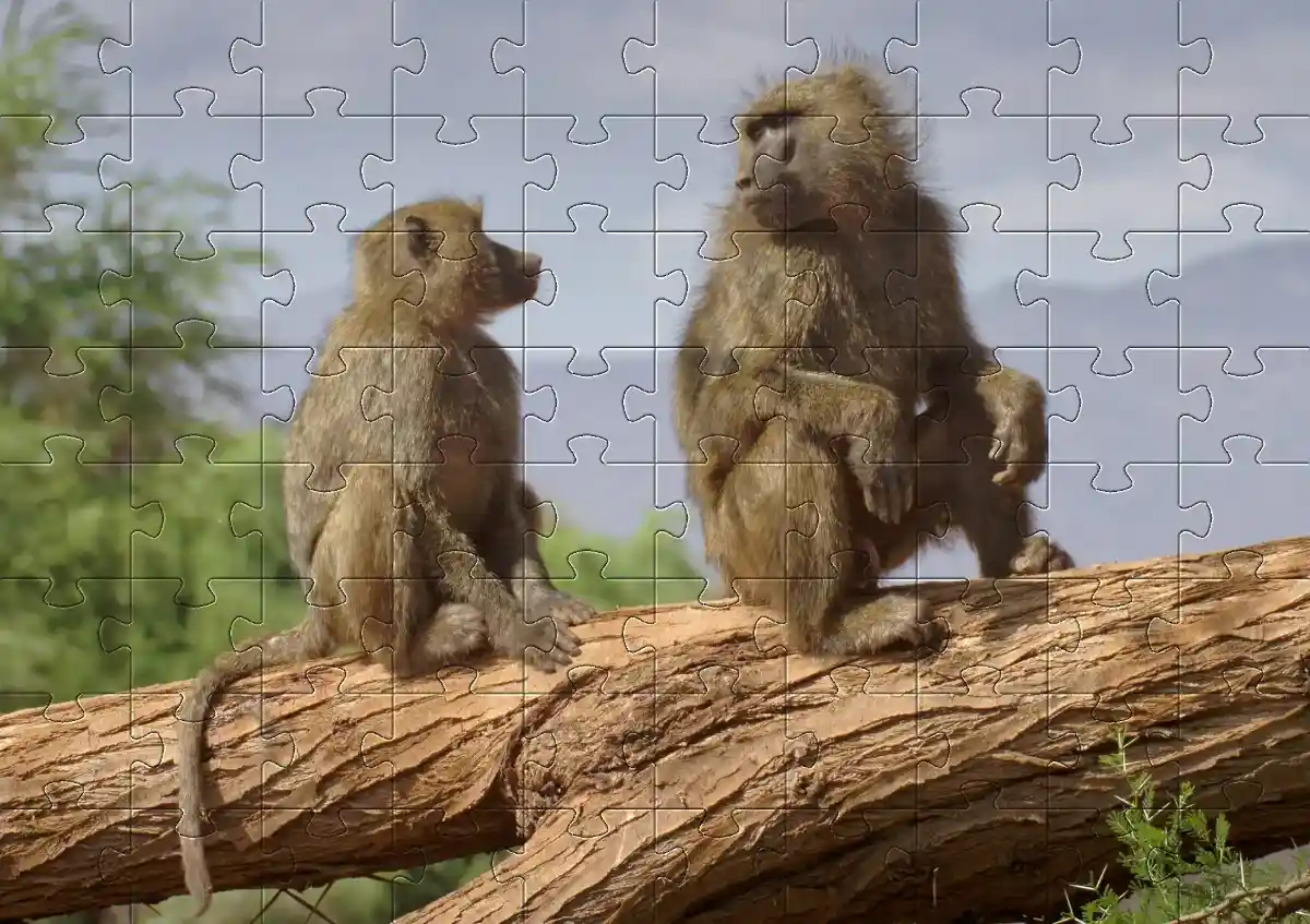 Baboon jigsaw picture