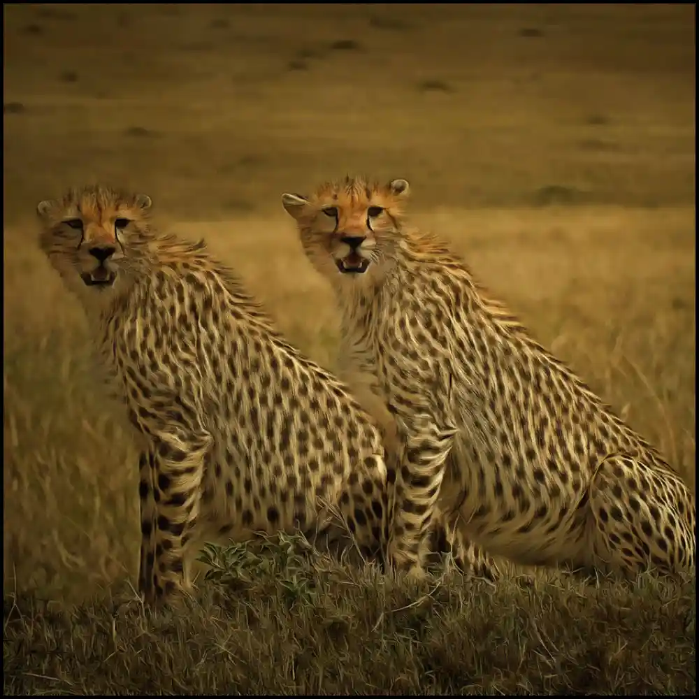 Cheetah art picture 1
