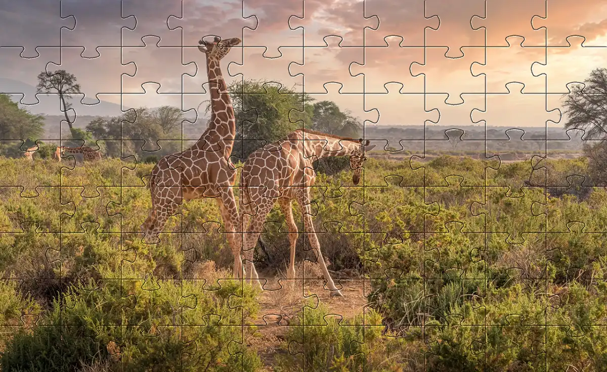 Giraffes jigsaw picture