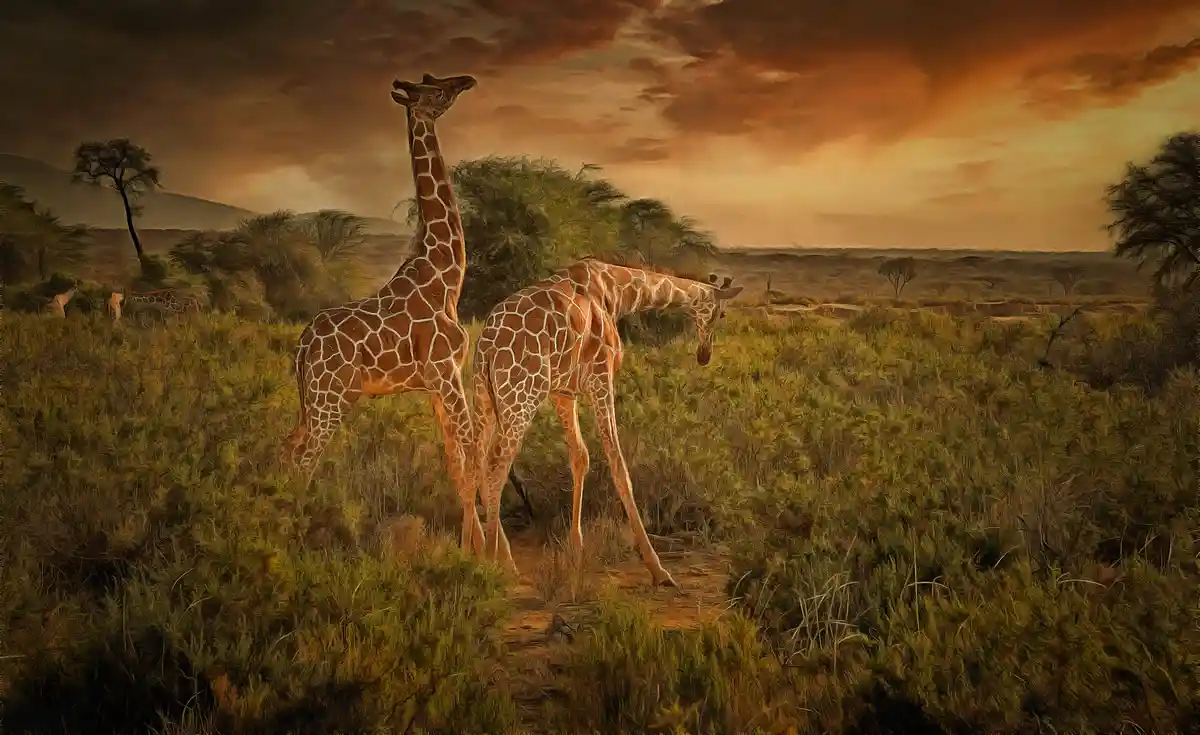 Giraffes art picture 1