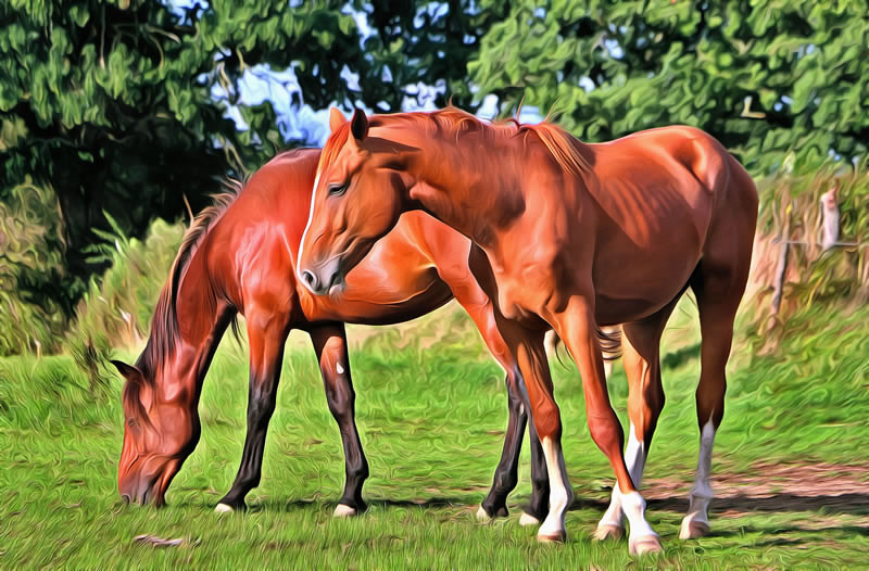 Horses art image - picture 1