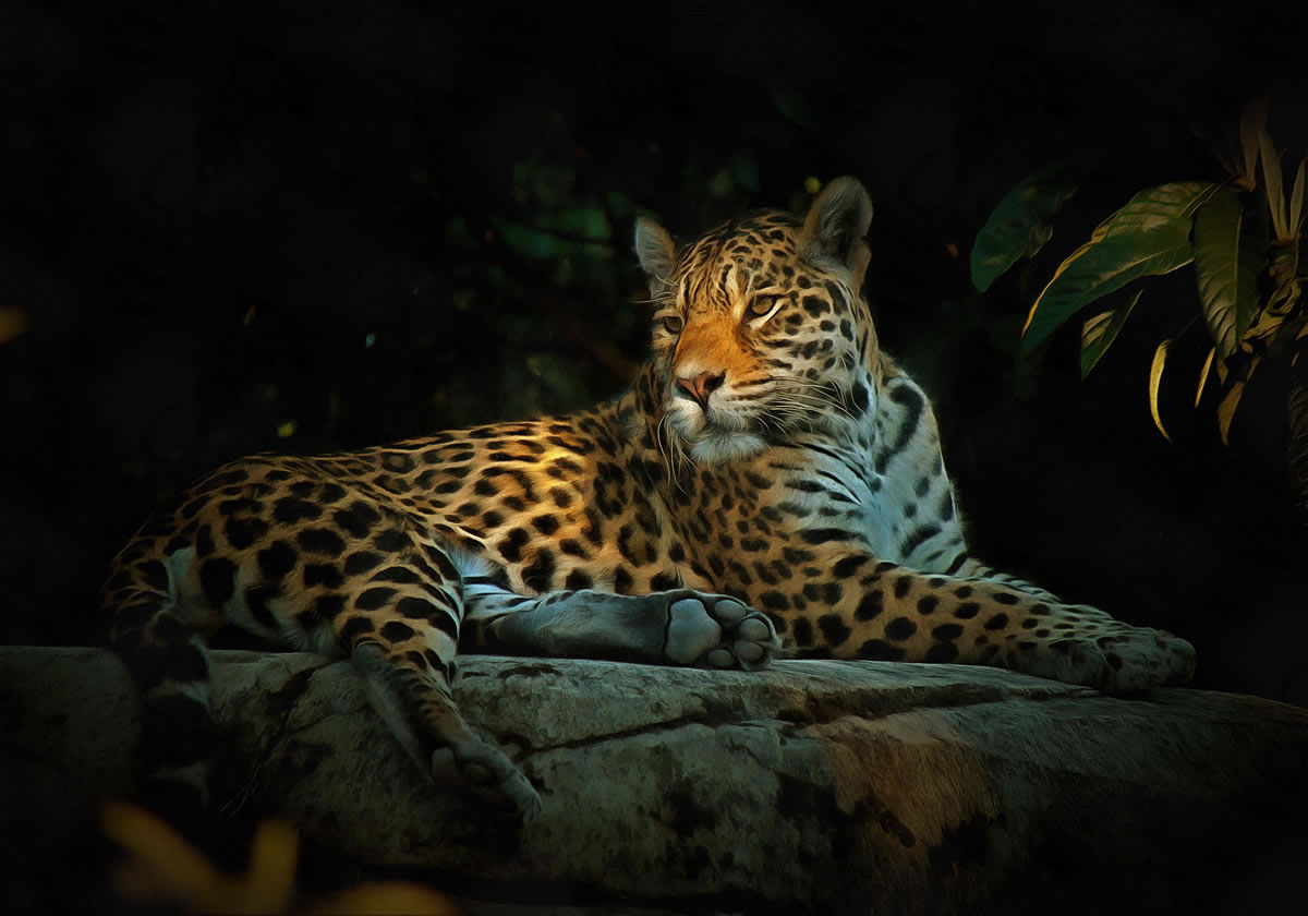 Jaguar - art image 2