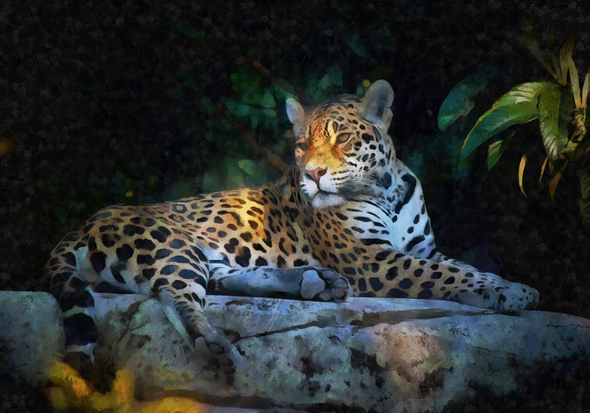 Jaguar cat art image 4