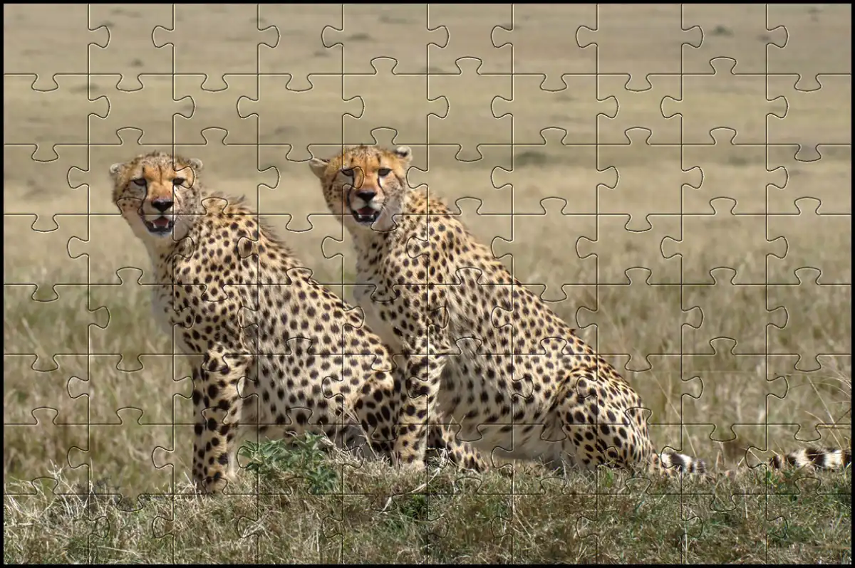 Cheetah jigsaw picture