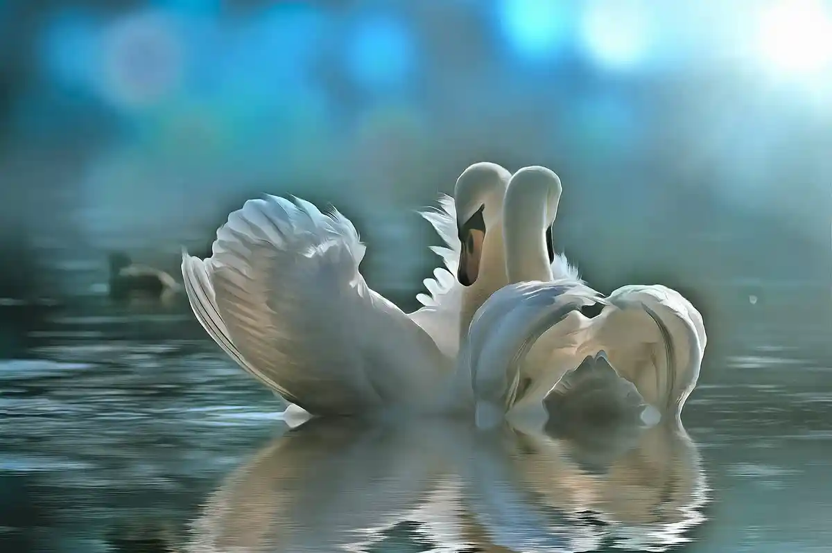 Beautiful Swans art picture 1