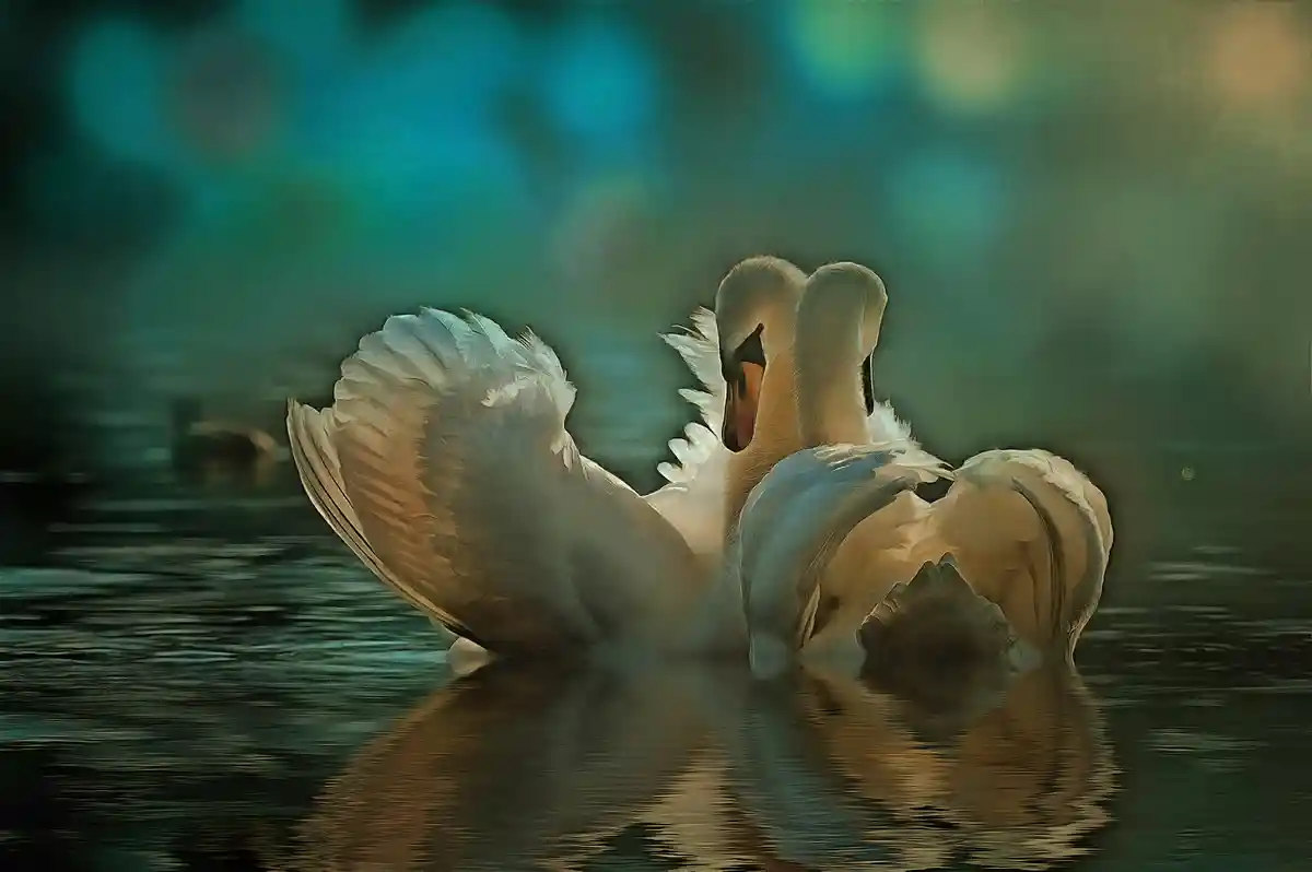 Beautiful swans - art picture 2