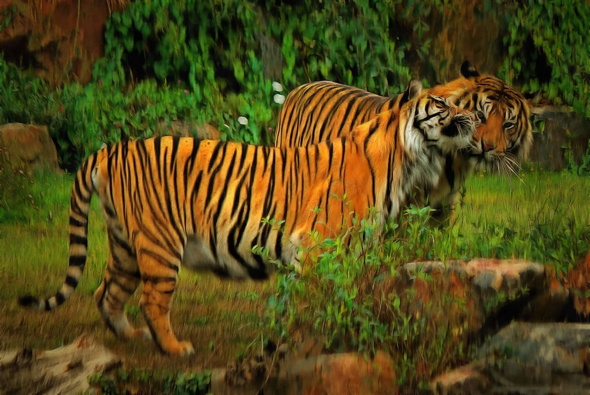 Tigers - art image 2
