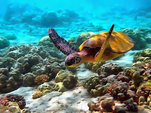 Jigsaw Puzzles - Nature Jigsaws - Sea Turtles