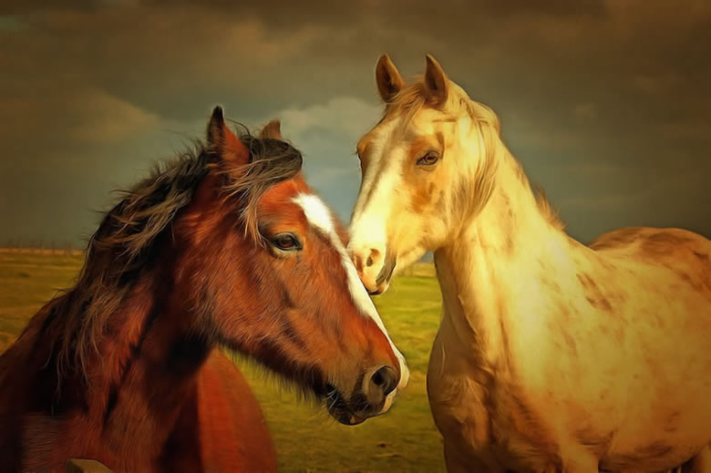 Digital Art - Horses