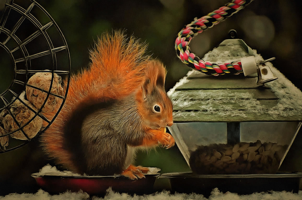 Nature and Wildlife picture - Red Squirrel Picture Art Image